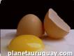 Venta de huevos por mayor y menor